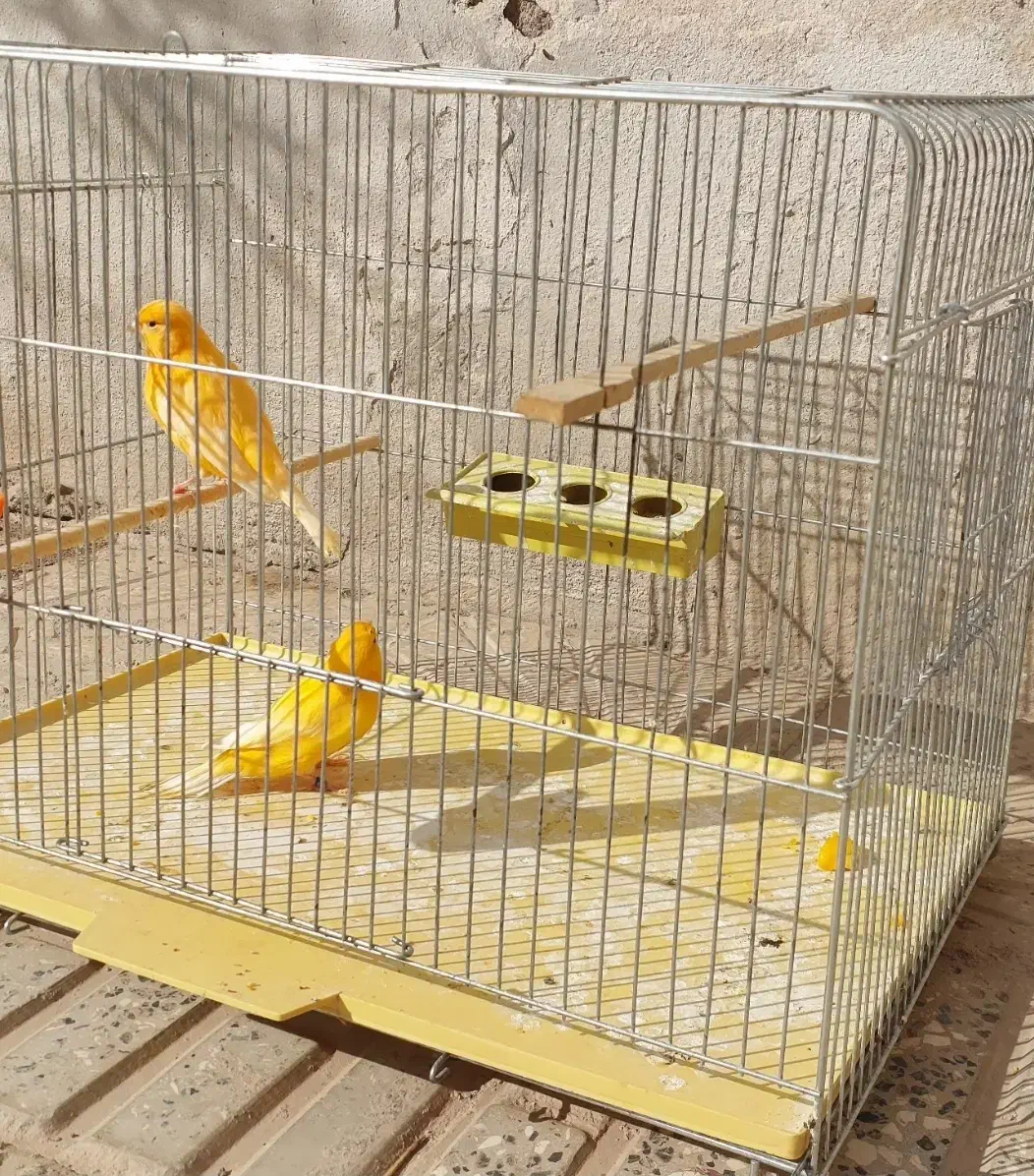 قناری ردفاکتور ، موزاییکی ، و رسمی معمولی|پرنده|شاهرود, |دیوار