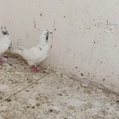 کفترگمشده|حیوانات|اسلام‌شهر, مطهری|دیوار