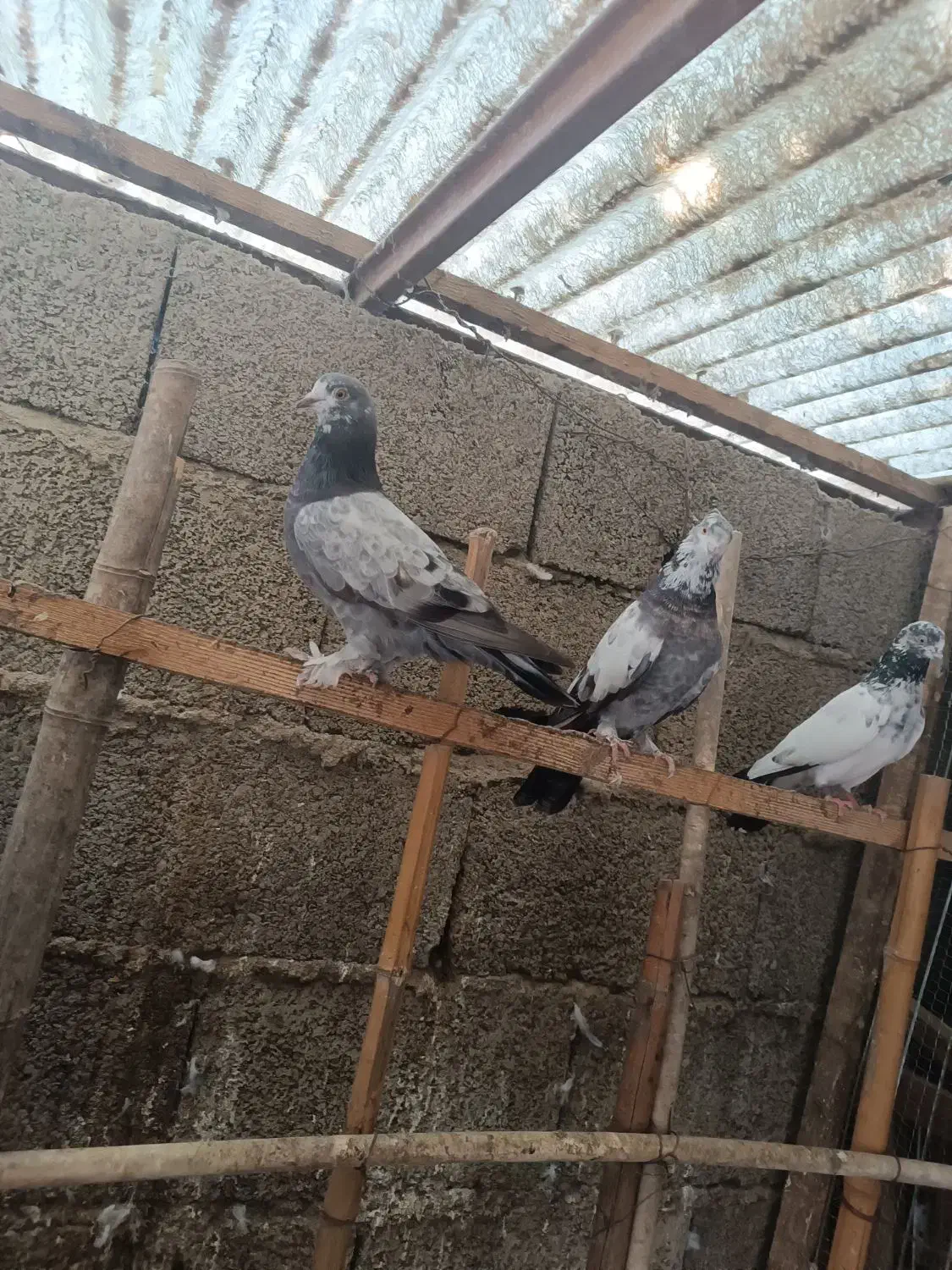 کبوتر مسافتی و پروازی|پرنده|ماسال, |دیوار