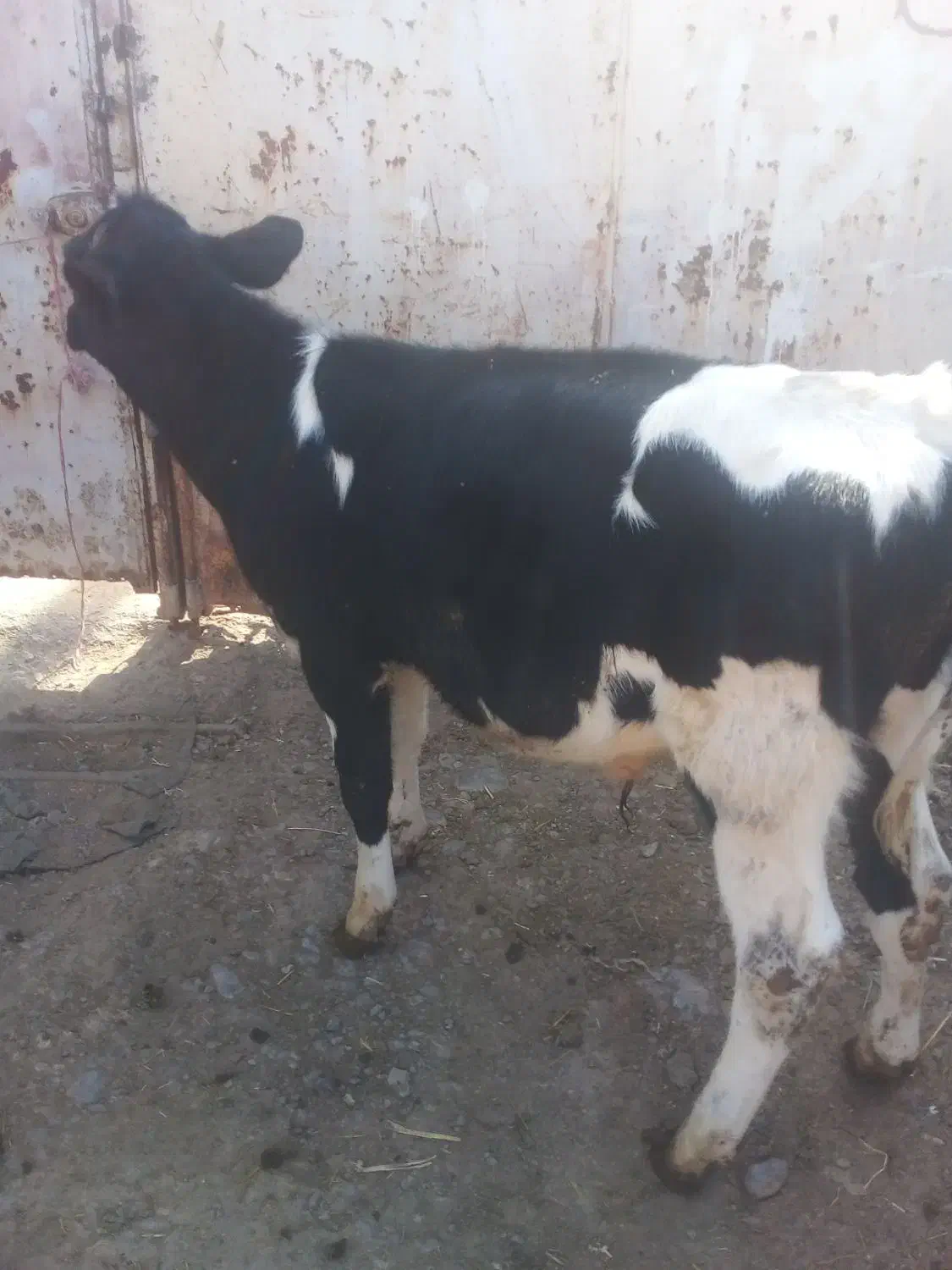 گوساله|حیوانات مزرعه|رضویه, |دیوار