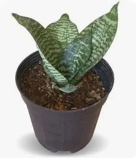 گل گیاه|گل و گیاه طبیعی|دماوند, دماوند|دیوار