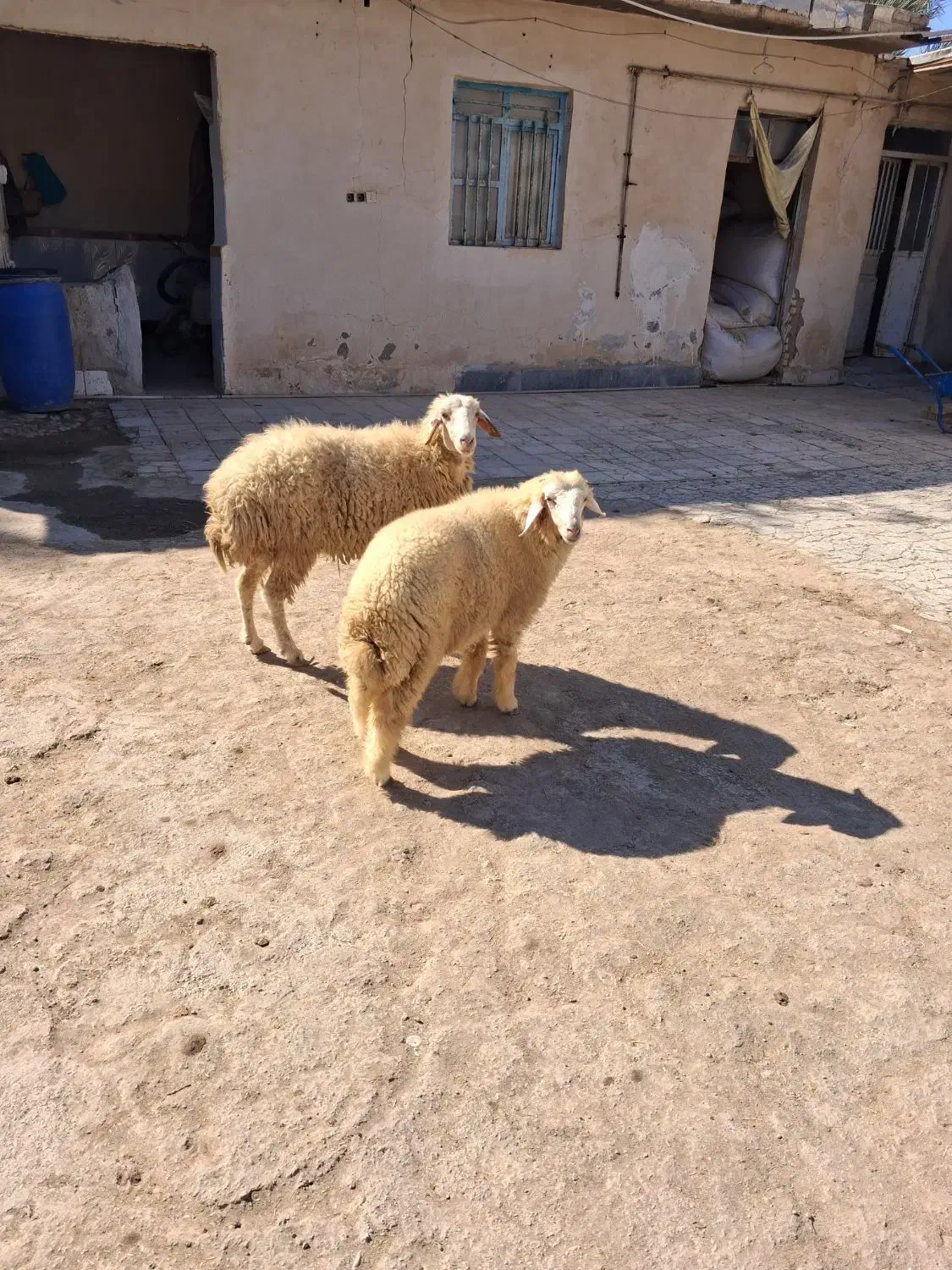 گوسفند بره بز گاو|حیوانات مزرعه|شادگان, |دیوار