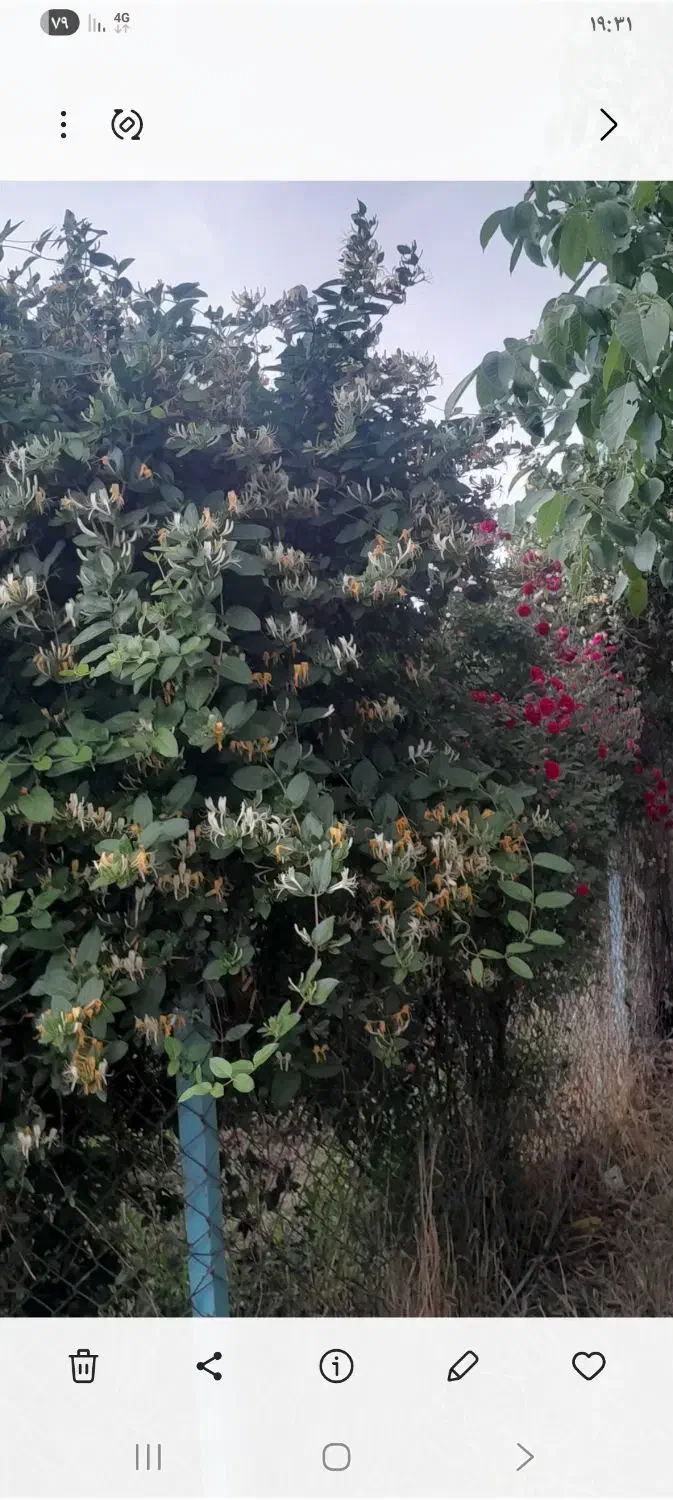 باغ 2 هزار متری|فروش زمین و ملک کلنگی|الوند, |دیوار