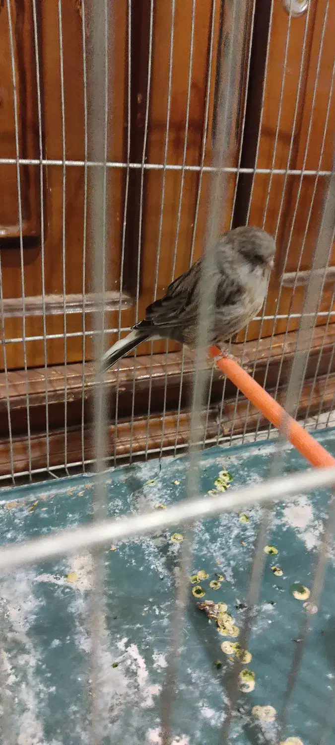 قناری کلاستر|پرنده|شهرکرد, |دیوار