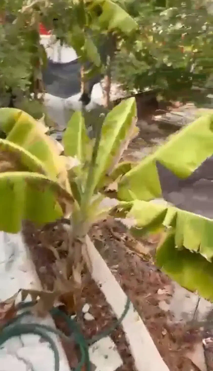 بشتابیدتنها یک فرصت باغ کازرون، امروز بخرید|فروش دفتر صنعتی، کشاورزی، تجاری|کازرون, |دیوار