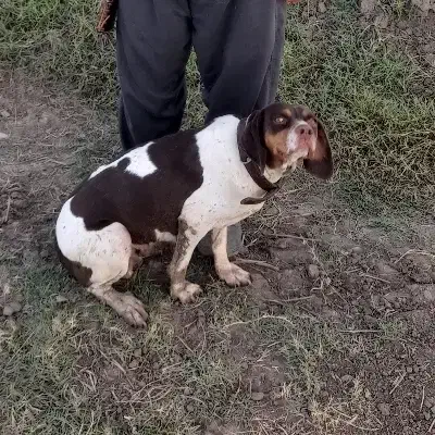 سگ شکاری|سگ|گلستان (تهران), |دیوار