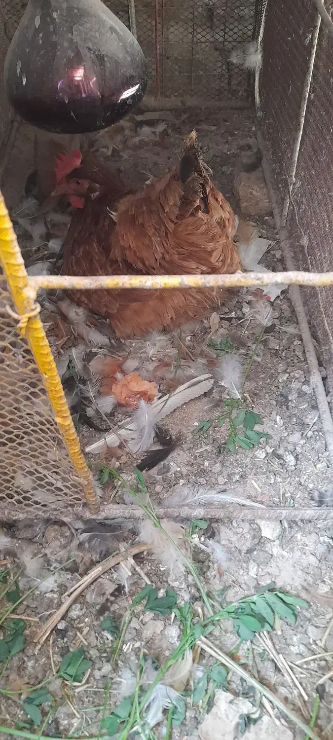 مرغ تخم گذار|حیوانات مزرعه|ایواوغلی, |دیوار