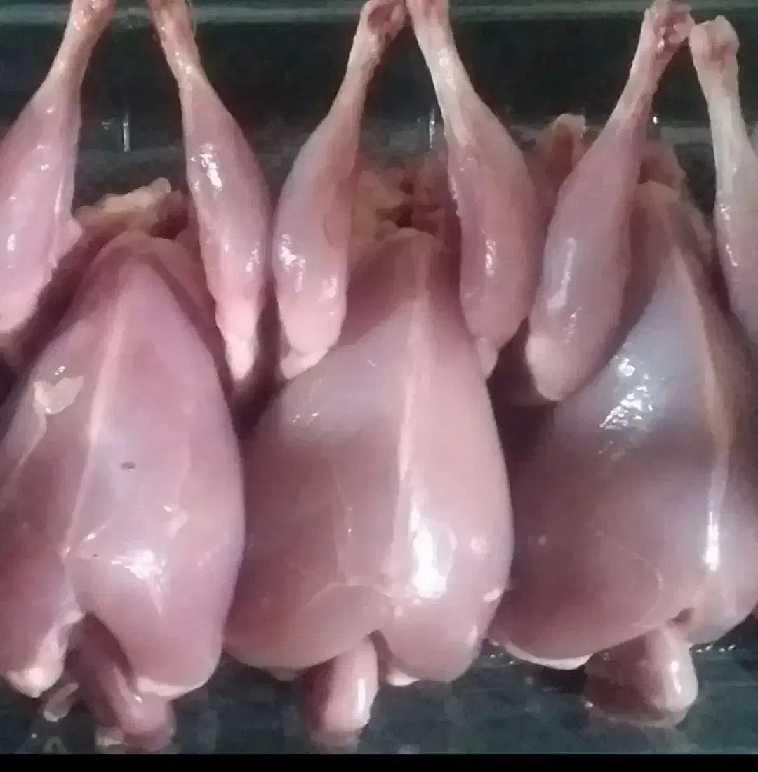 تخم و گوشت بلدرچین|خوردنی و آشامیدنی|چرداول, |دیوار