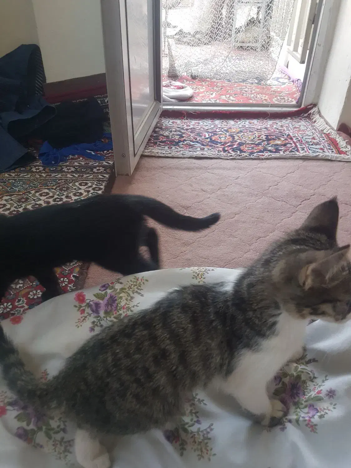 سه تا بچه گربه|گربه|بجنورد, |دیوار