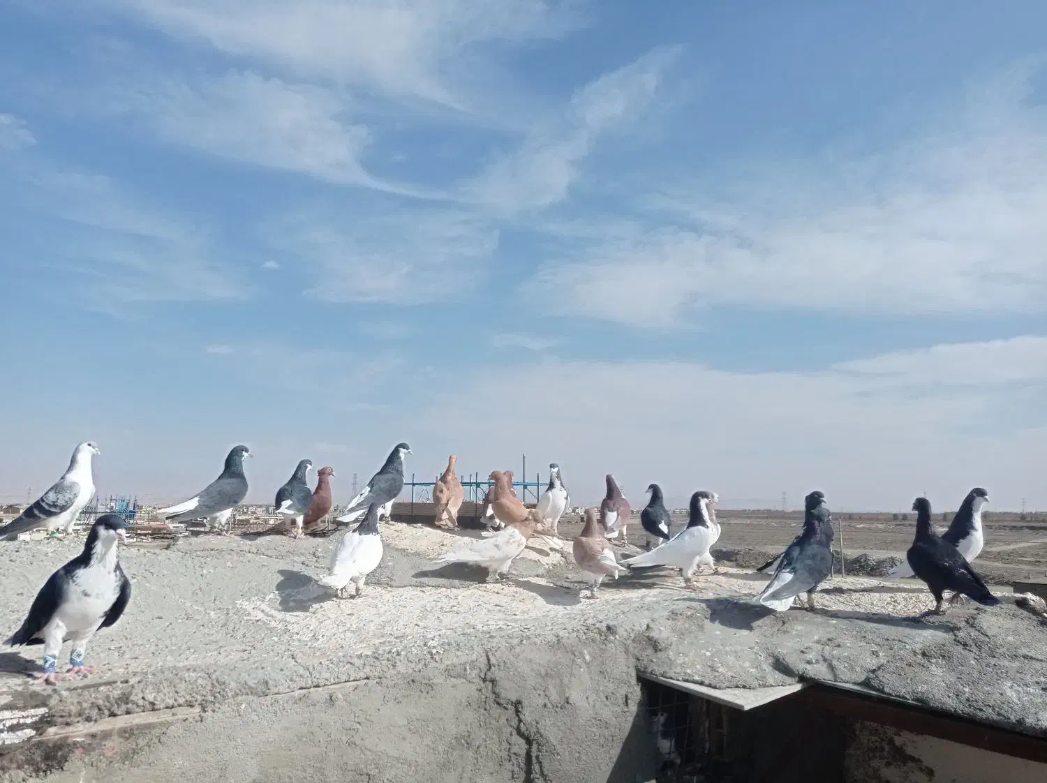 زاغ دم|حیوانات|چناران, |دیوار