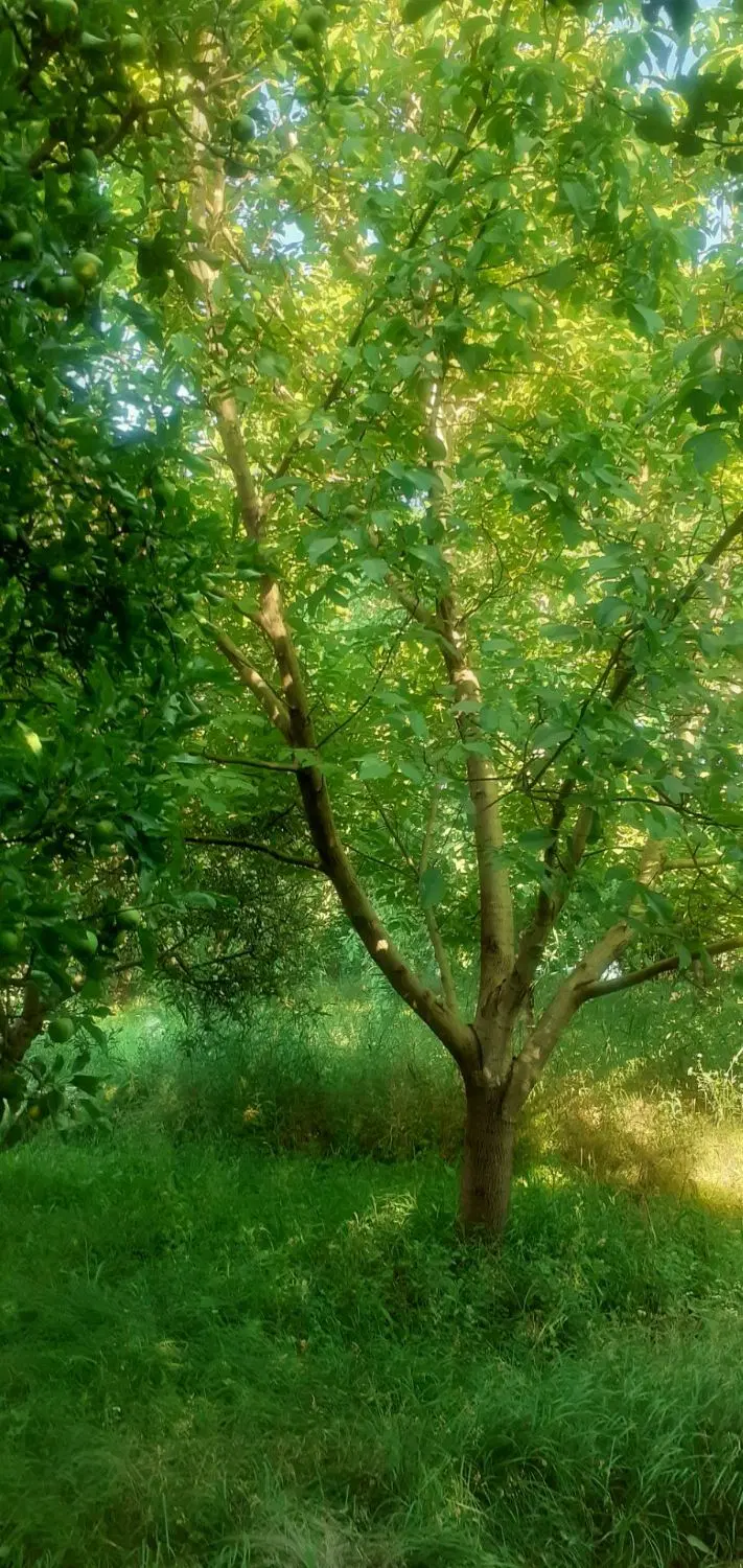 باغ|گل و گیاه طبیعی|نهاوند, |دیوار