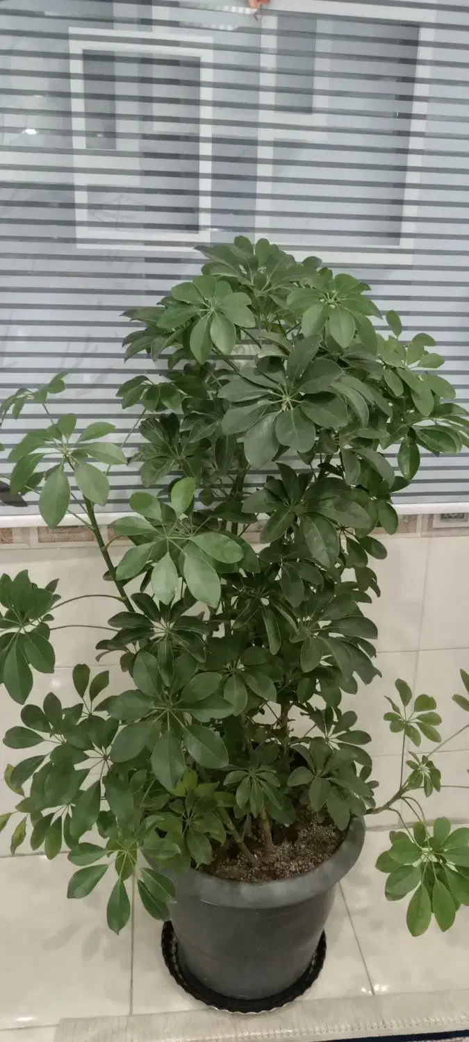 درختچه شفلرا|گل و گیاه طبیعی|بهارستان, |دیوار