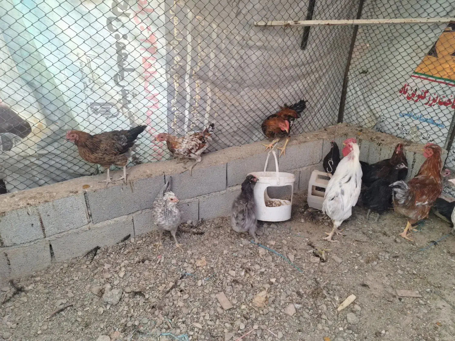 مرغ و خروس|حیوانات مزرعه|رباط‌کریم, رباط‌کریم|دیوار