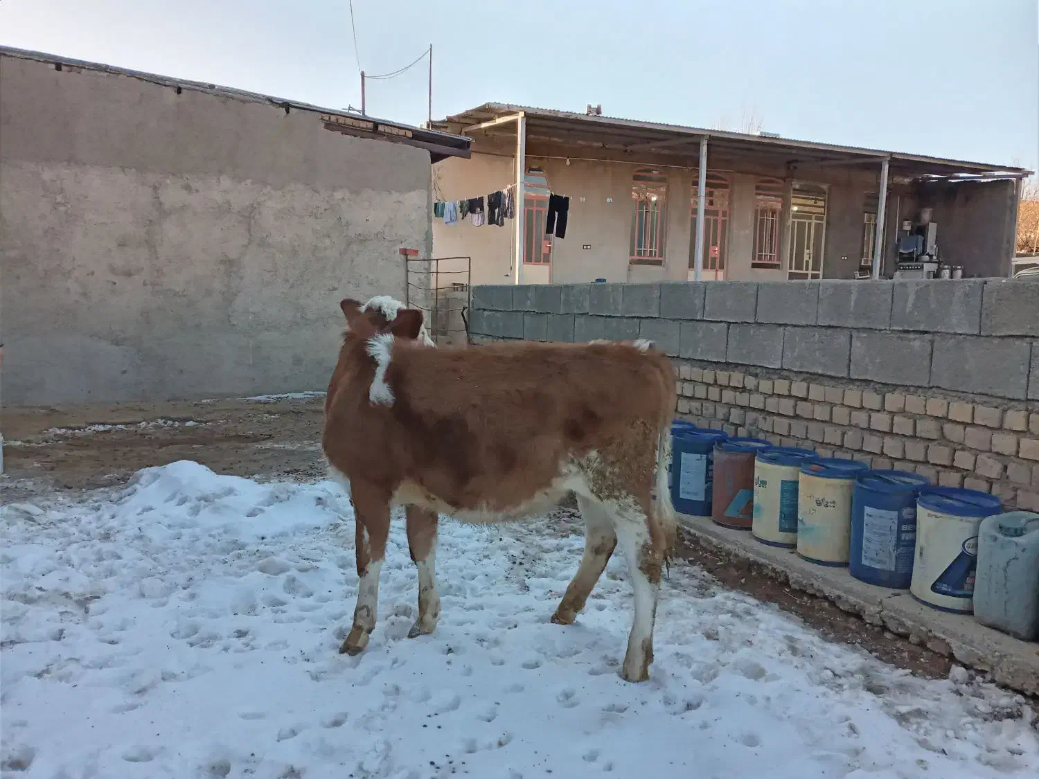 گاو( گوساله)|حیوانات مزرعه|زاغه, |دیوار