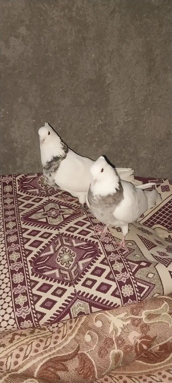 کبوتر|پرنده|لنجان, |دیوار