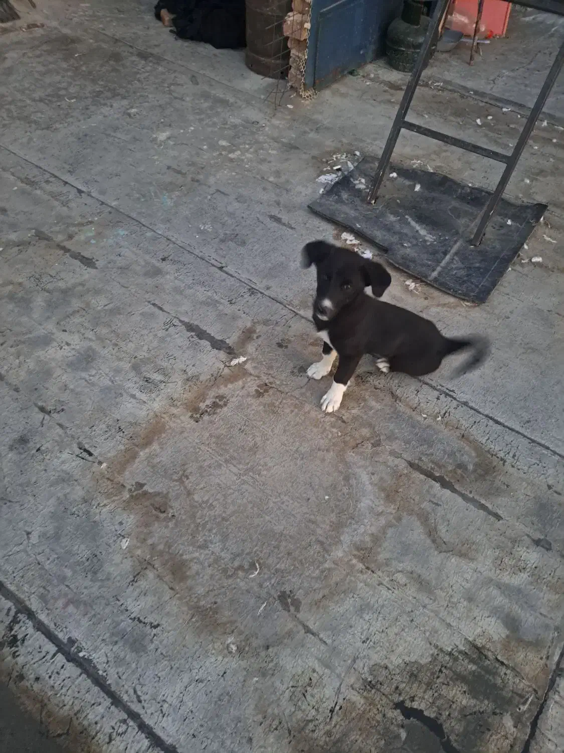 سگ پاکوتاه بازیگوش|سگ|اهر, |دیوار