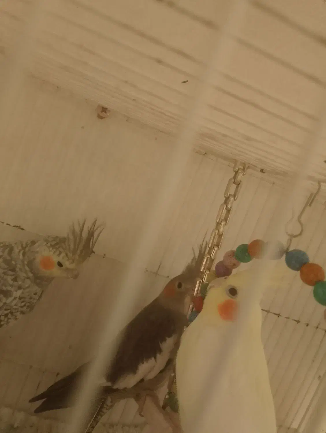 عروس هلندی|پرنده|بردسکن, |دیوار