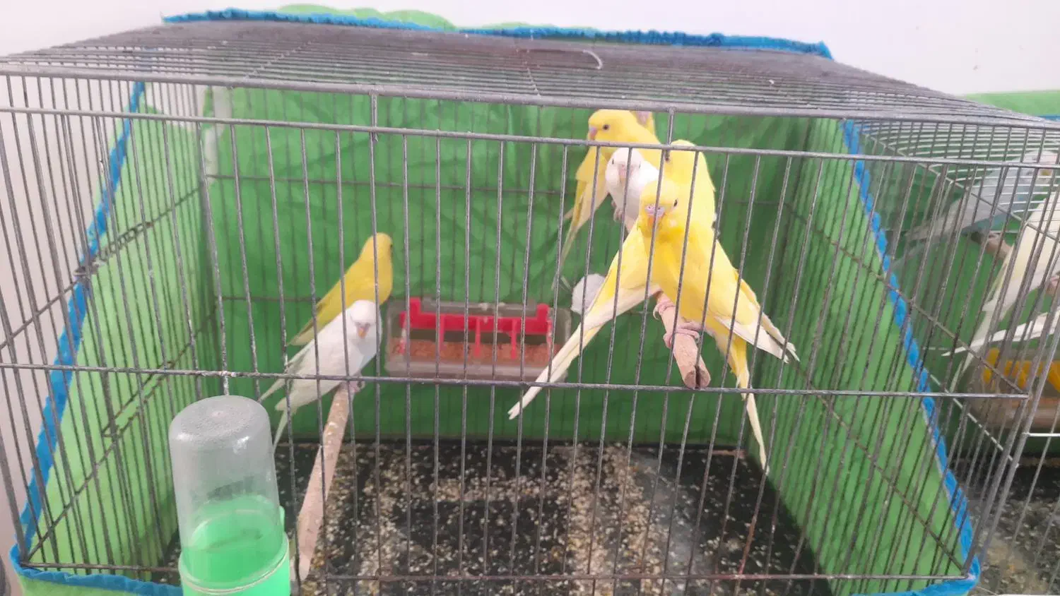 مرغ عشق هلندی|پرنده|کرمان, |دیوار