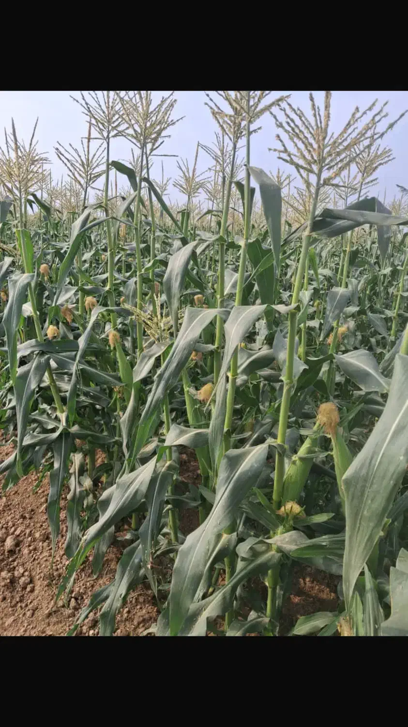 باغداری و خدمات|خدمات باغبانی و درختکاری|دزفول, |دیوار