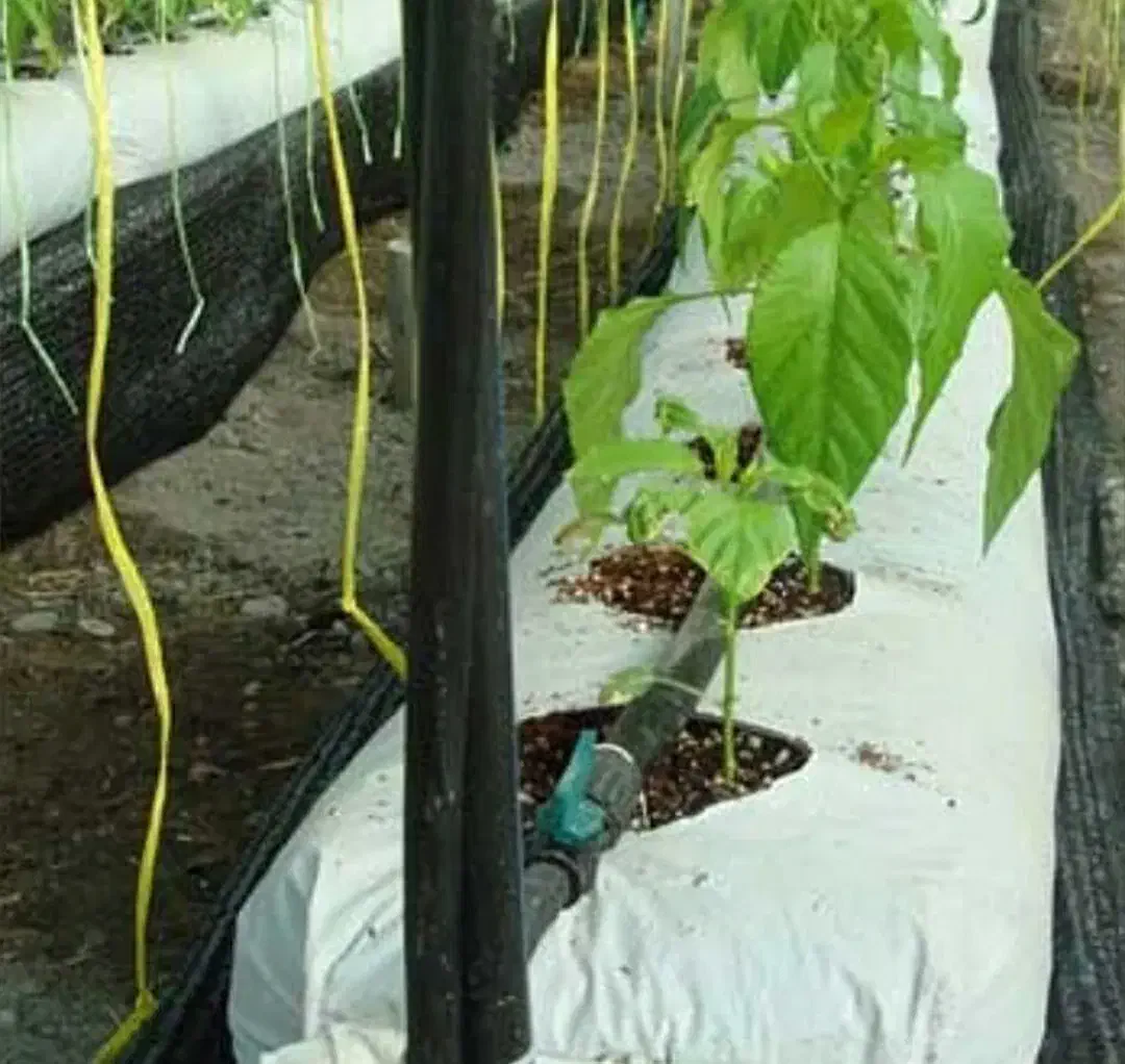 نایلون کشاورزی و گروبگ|عمده‌فروشی|ساری, |دیوار