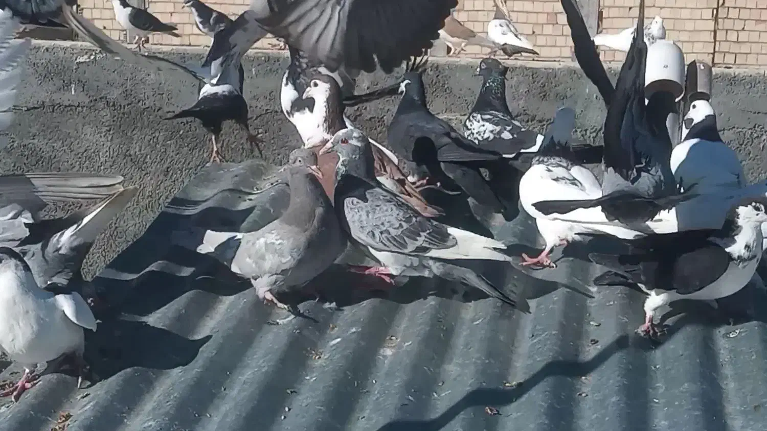 پرنده|پرنده|شیروان (خراسان), |دیوار