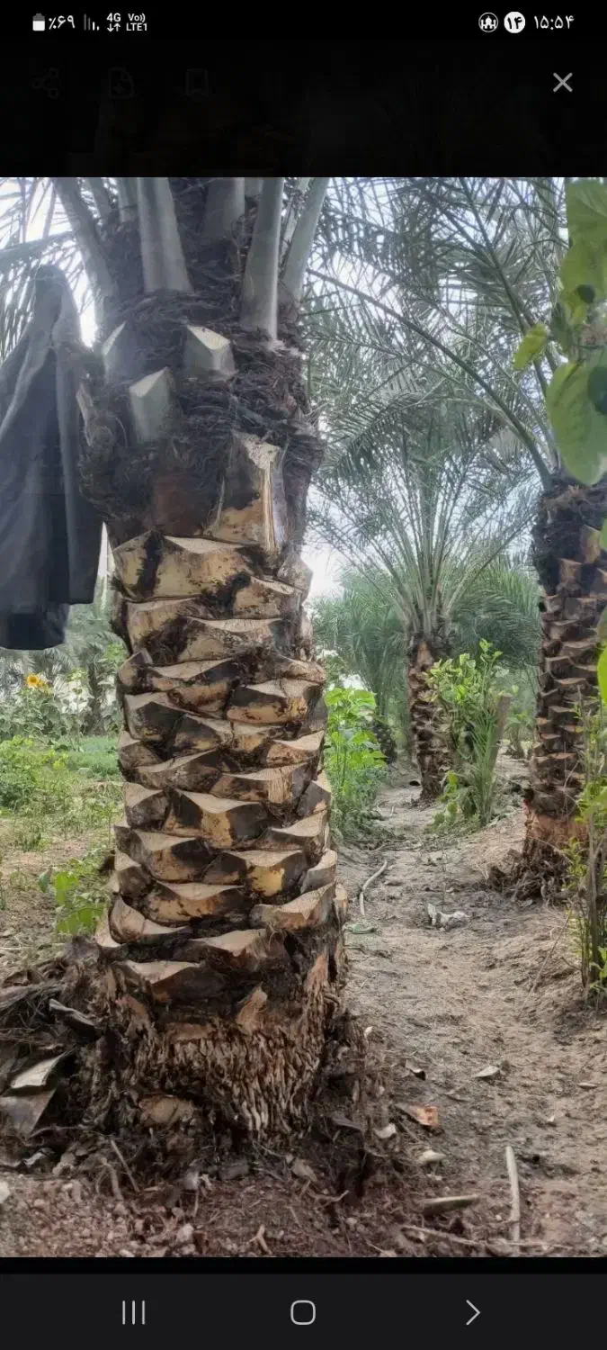 باغبانی وهراس نخل وکلیه امور نخل|خدمات باغبانی و درختکاری|بندر ماهشهر, |دیوار