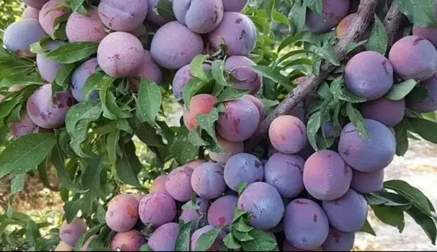 بزرگترین نهالستان تولید کننده انواع نهال|خدمات باغبانی و درختکاری|خرمآباد, |دیوار