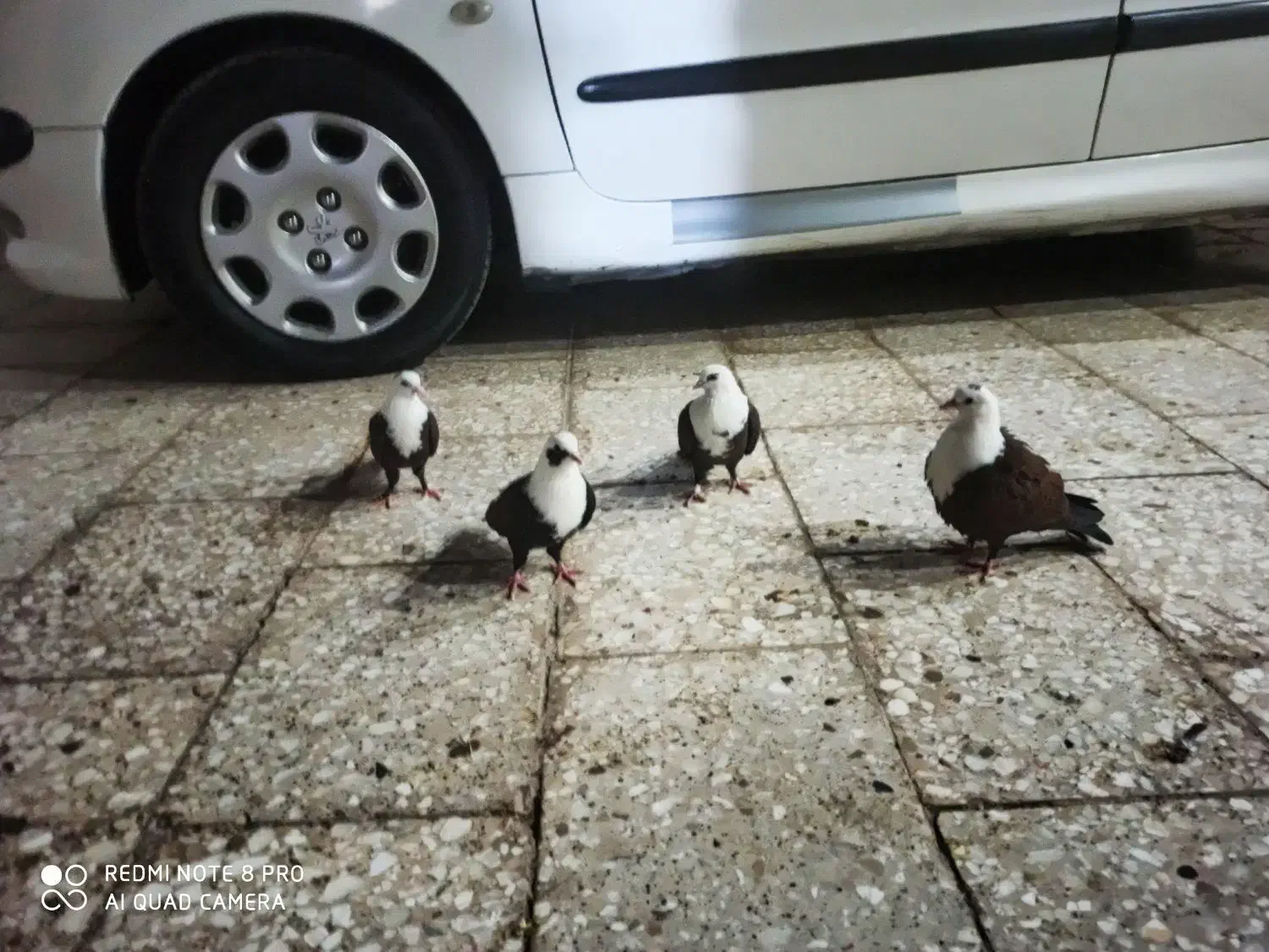 ک بو تر|پرنده|رضویه, |دیوار