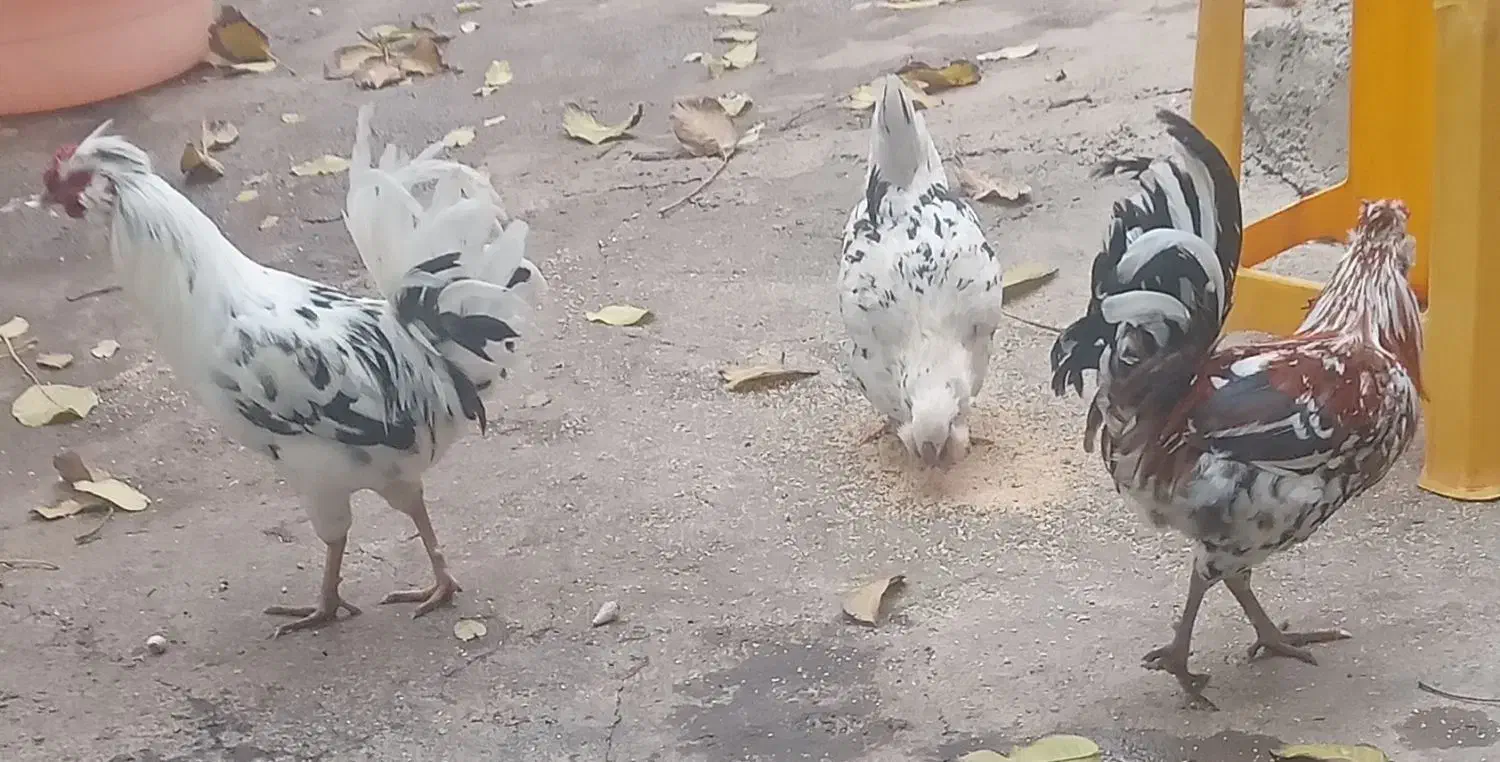 ۳عدد چهل پوپ۲خروس ومرغ تخم گزار گلین اصل|حیوانات مزرعه|پیر سلیمان, |دیوار