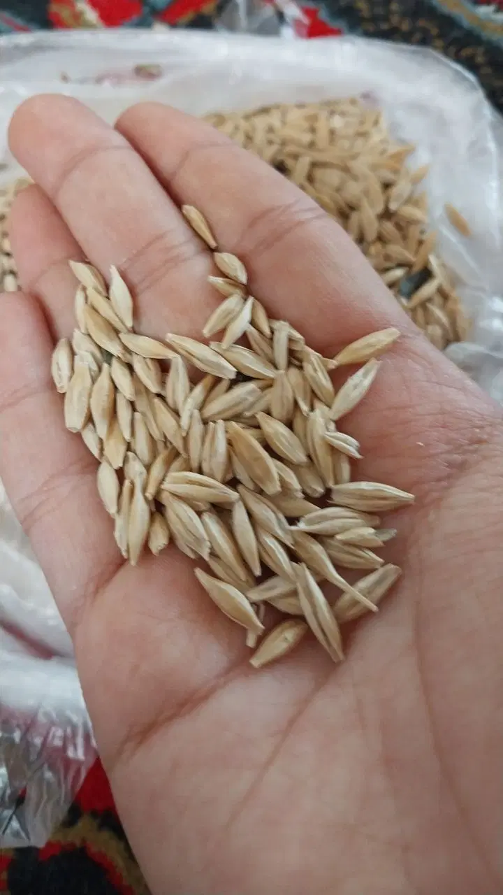 جو سفید|گل و گیاه طبیعی|قوچان, |دیوار
