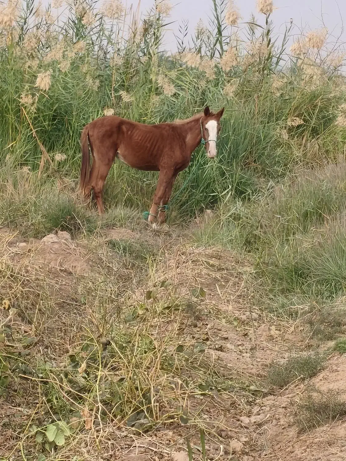 اسب|اسب و تجهیزات اسب‌سواری|حمیدیه, |دیوار
