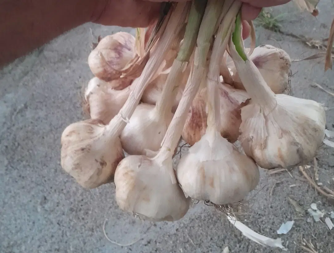 سیر|خدمات باغبانی و درختکاری|بهار, |دیوار