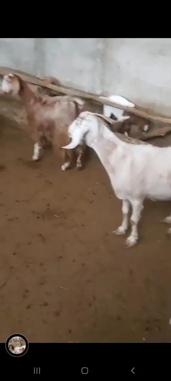 دو عدد بز سانن پاکستانی ودو عدد نر بز|حیوانات مزرعه|هشتگرد, هیو|دیوار