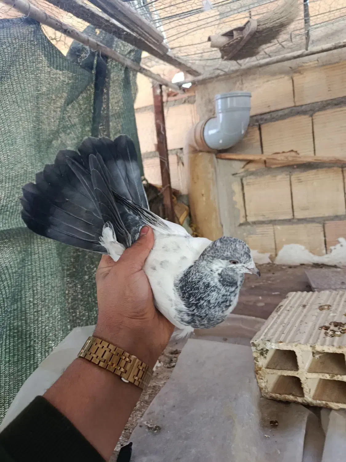 گمشده|حیوانات|قم, زند آباد|دیوار