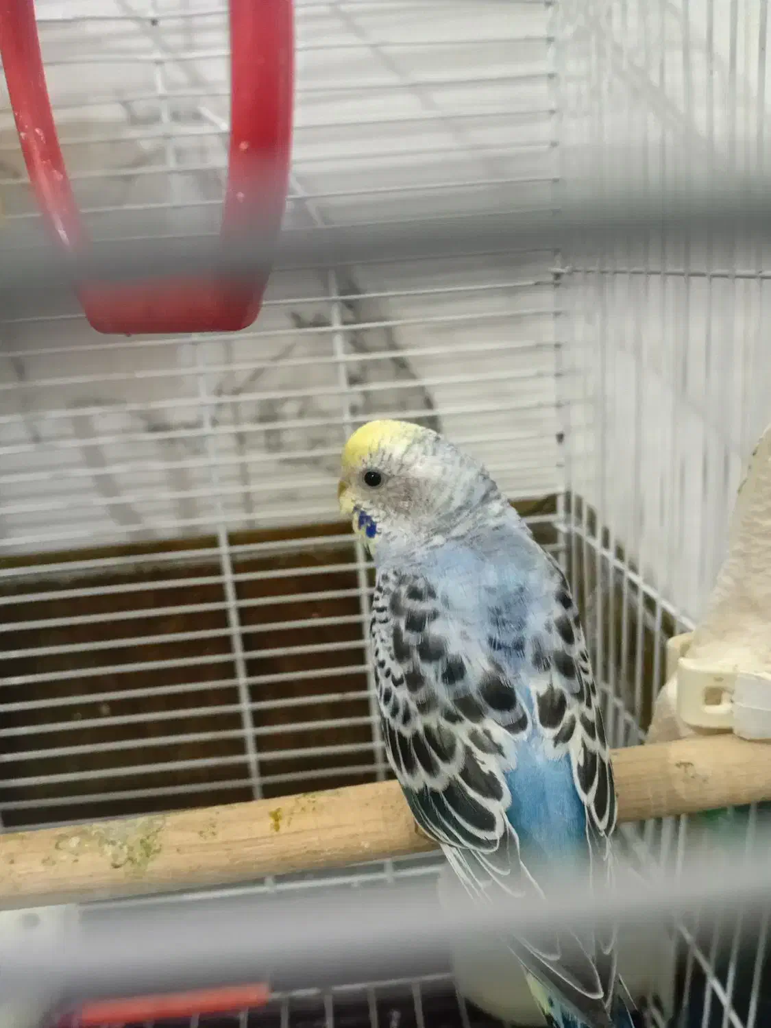 مرغ عشق دستی|پرنده|اردبیل, |دیوار