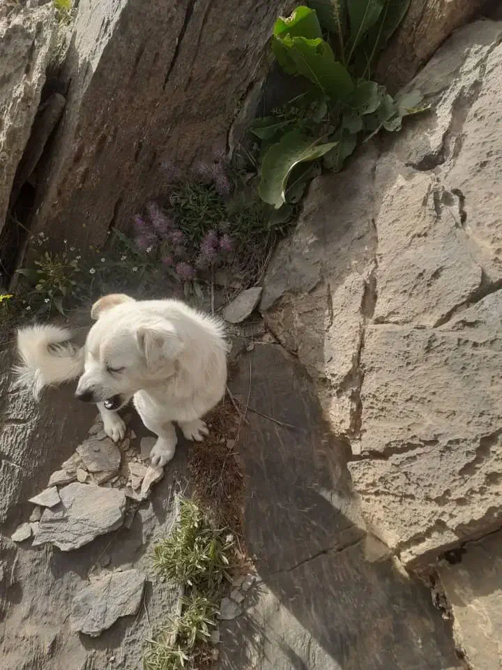 گمشده|سگ|زالیان, |دیوار