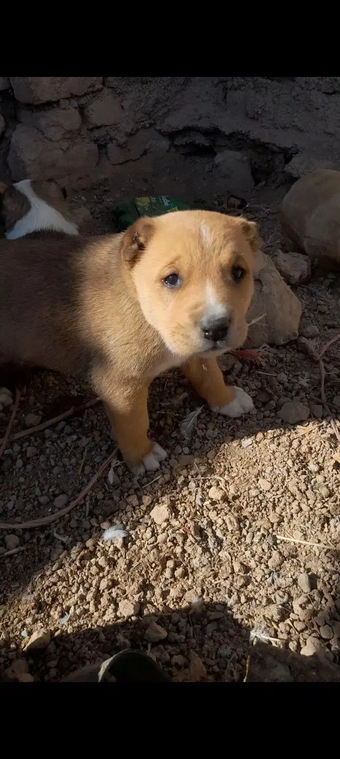 واگذاریسگآیندهدار|سگ|تربت جام, میان جام|دیوار