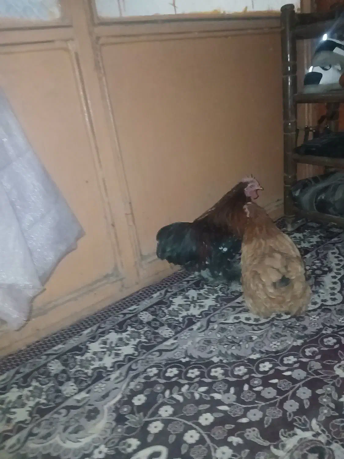 مرغ کوشین|حیوانات مزرعه|بومهن, |دیوار