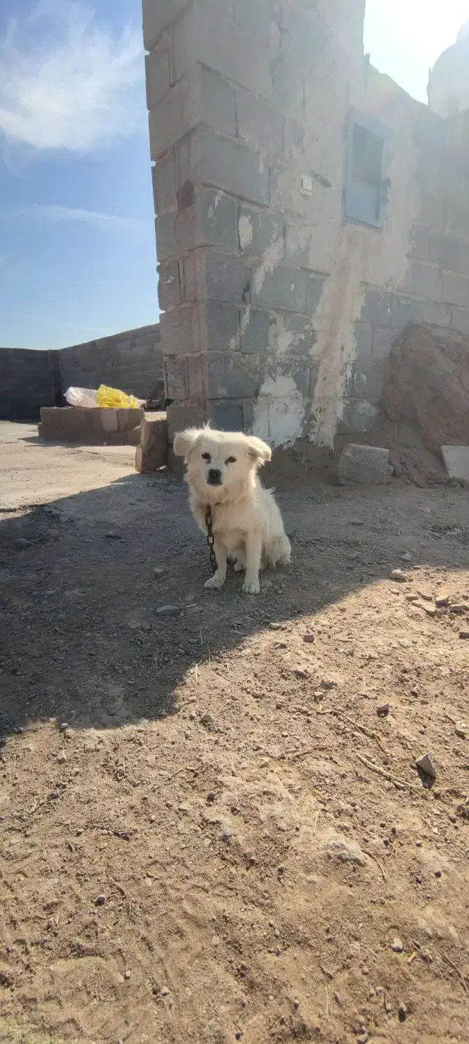 سگ ماده فروشی|سگ|آران و بیدگل, |دیوار