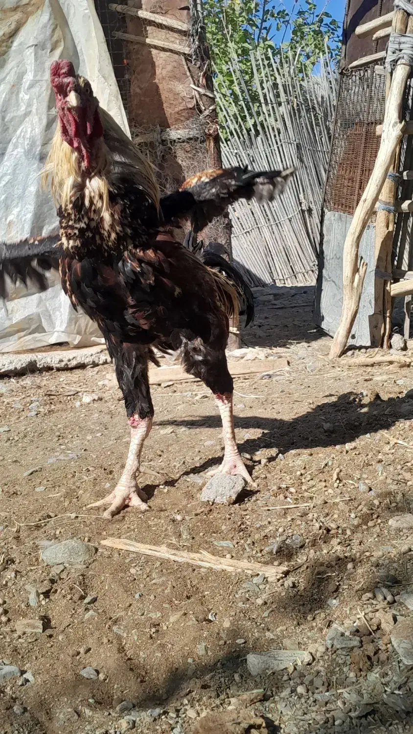 خروس افغان|حیوانات مزرعه|کهنوج, |دیوار