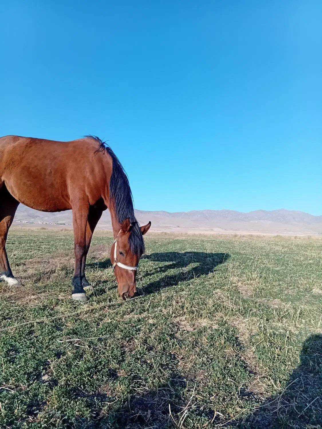 اسب|اسب و تجهیزات اسب‌سواری|زنجان, |دیوار