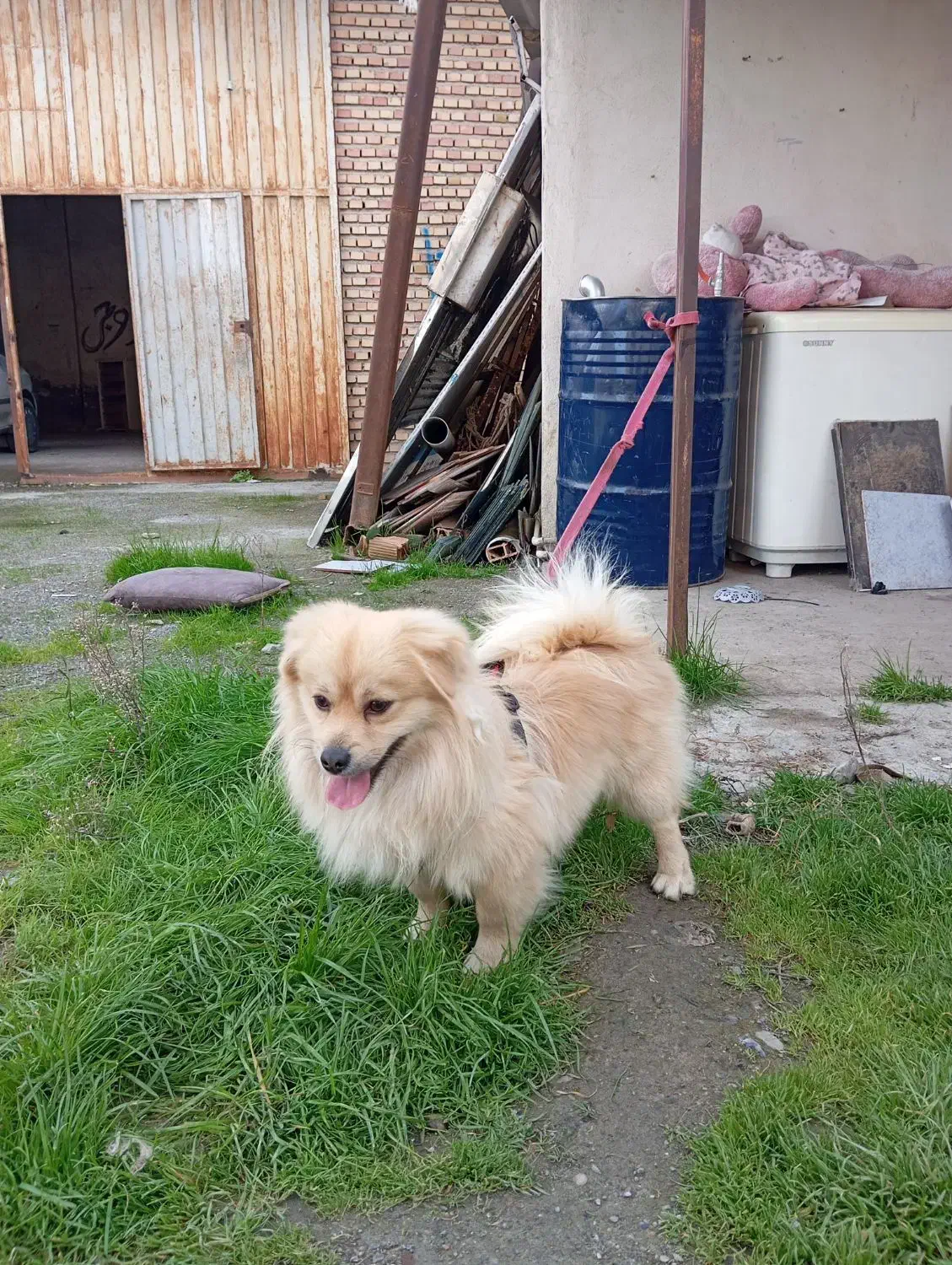 سگ پاکوتاه|حیوانات|آق قلا, |دیوار