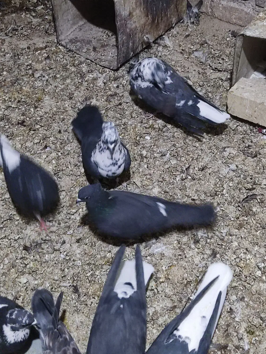 کفتر پرشی|حیوانات|حمیدیا, |دیوار