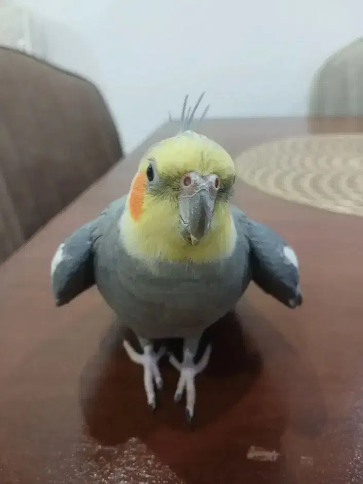 عروس هلندی|پرنده|بیرجند, |دیوار