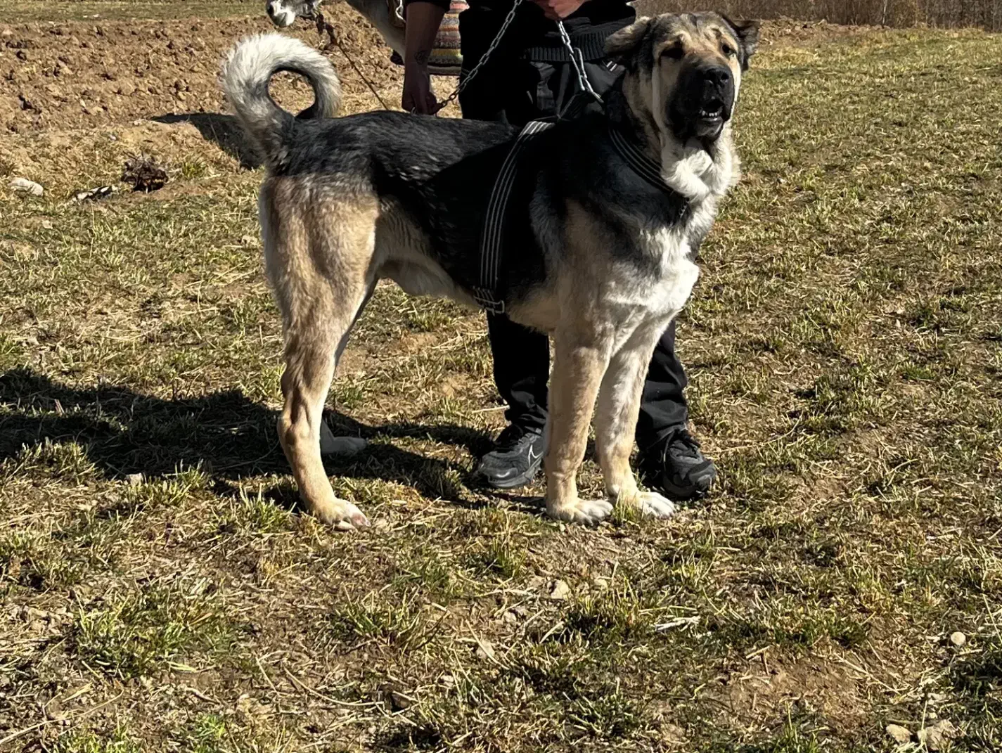 پژدر|سگ|چادگان, |دیوار