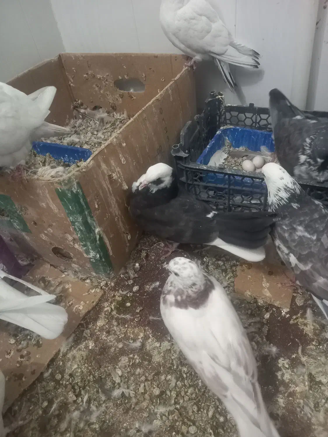 کبوتر|پرنده|مهدی شهر, |دیوار