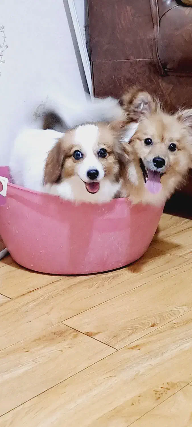 سگ پامر اشپیتز|سگ|اصفهان, ملکشهر|دیوار