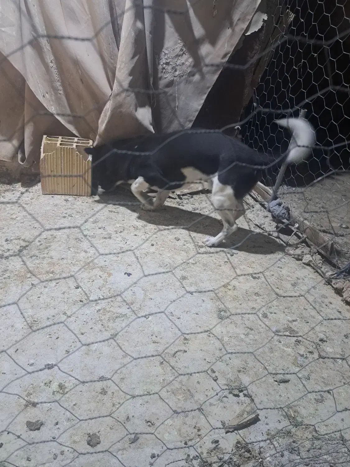 سگ پاکوتا معاوضه باپرنده|سگ|بیرجند, |دیوار