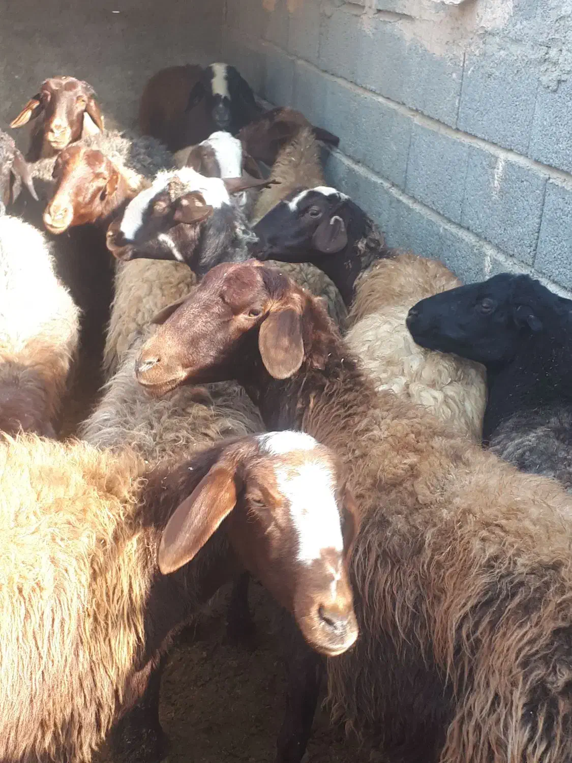 میش بره داشتی گله داری یک داغ|حیوانات مزرعه|فلاورجان, |دیوار