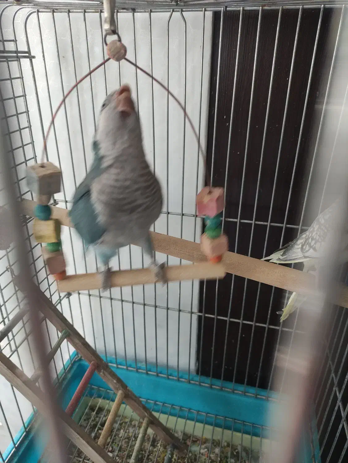 طوطی راهب آبی سرحال و بازیگوش|پرنده|پاکدشت, پاکدشت (مامازند)|دیوار